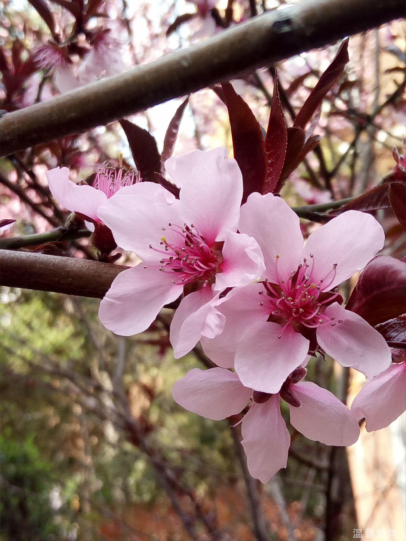 四月花开满园香